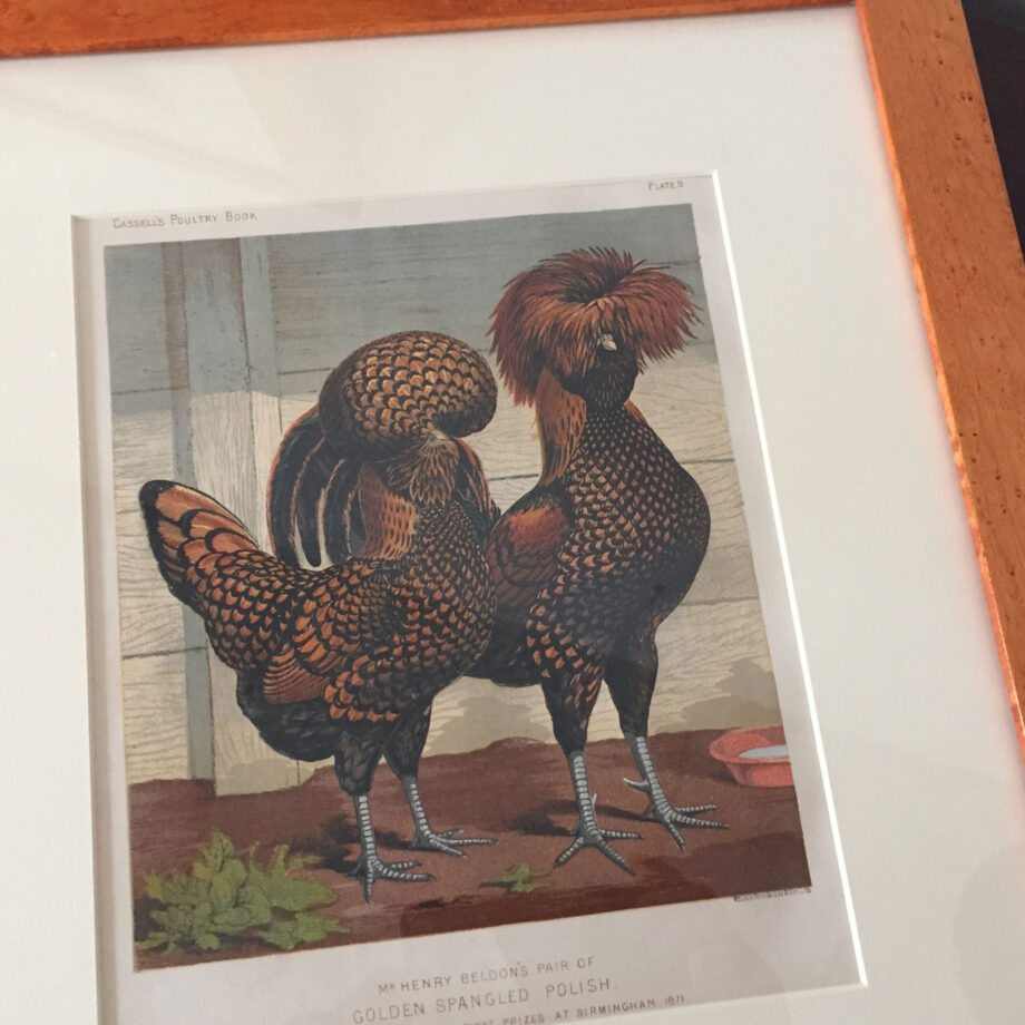Framed Rooster Prints