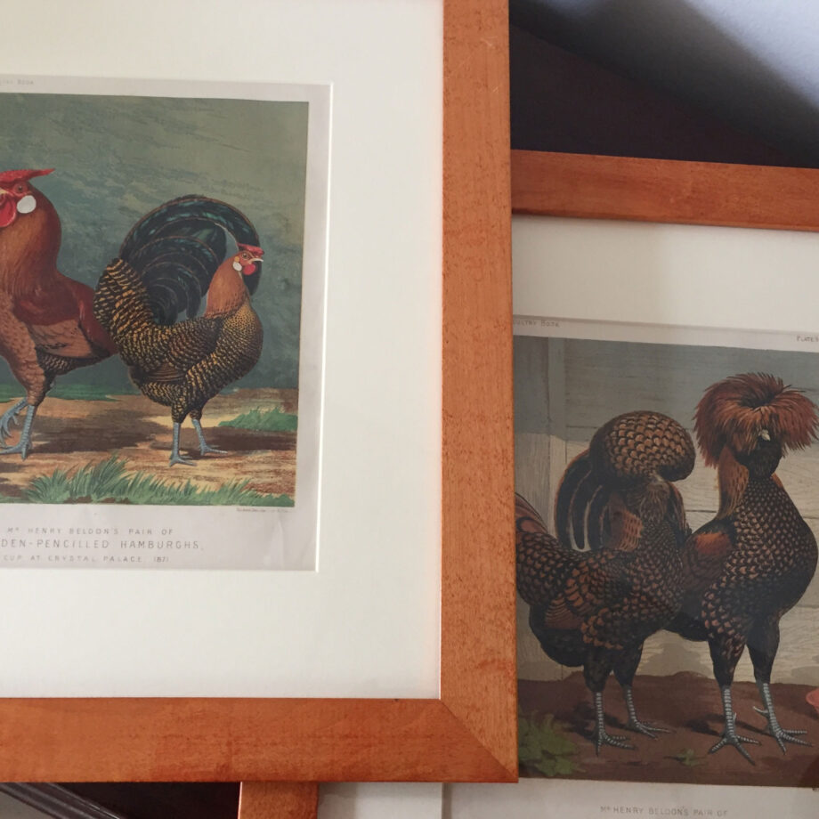 Framed Rooster Prints