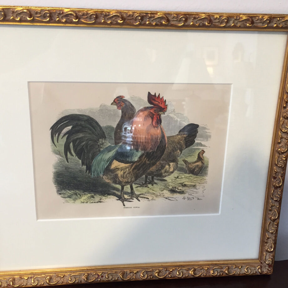 Pair of Poultry Prints