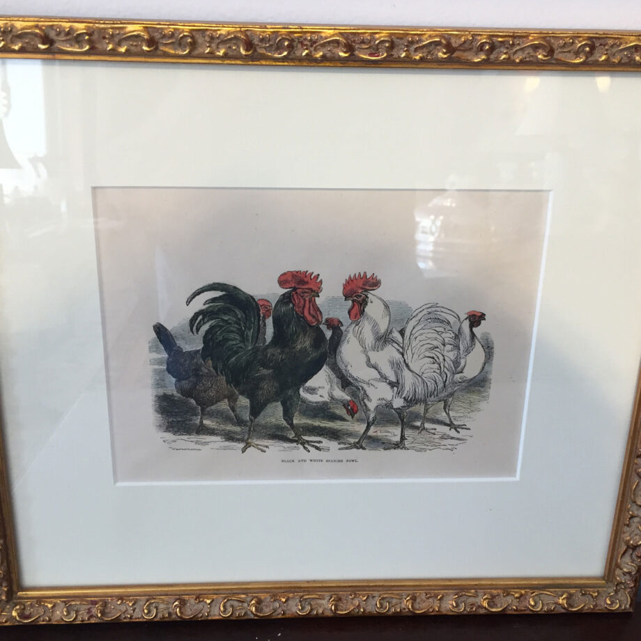 Pair of Poultry Prints