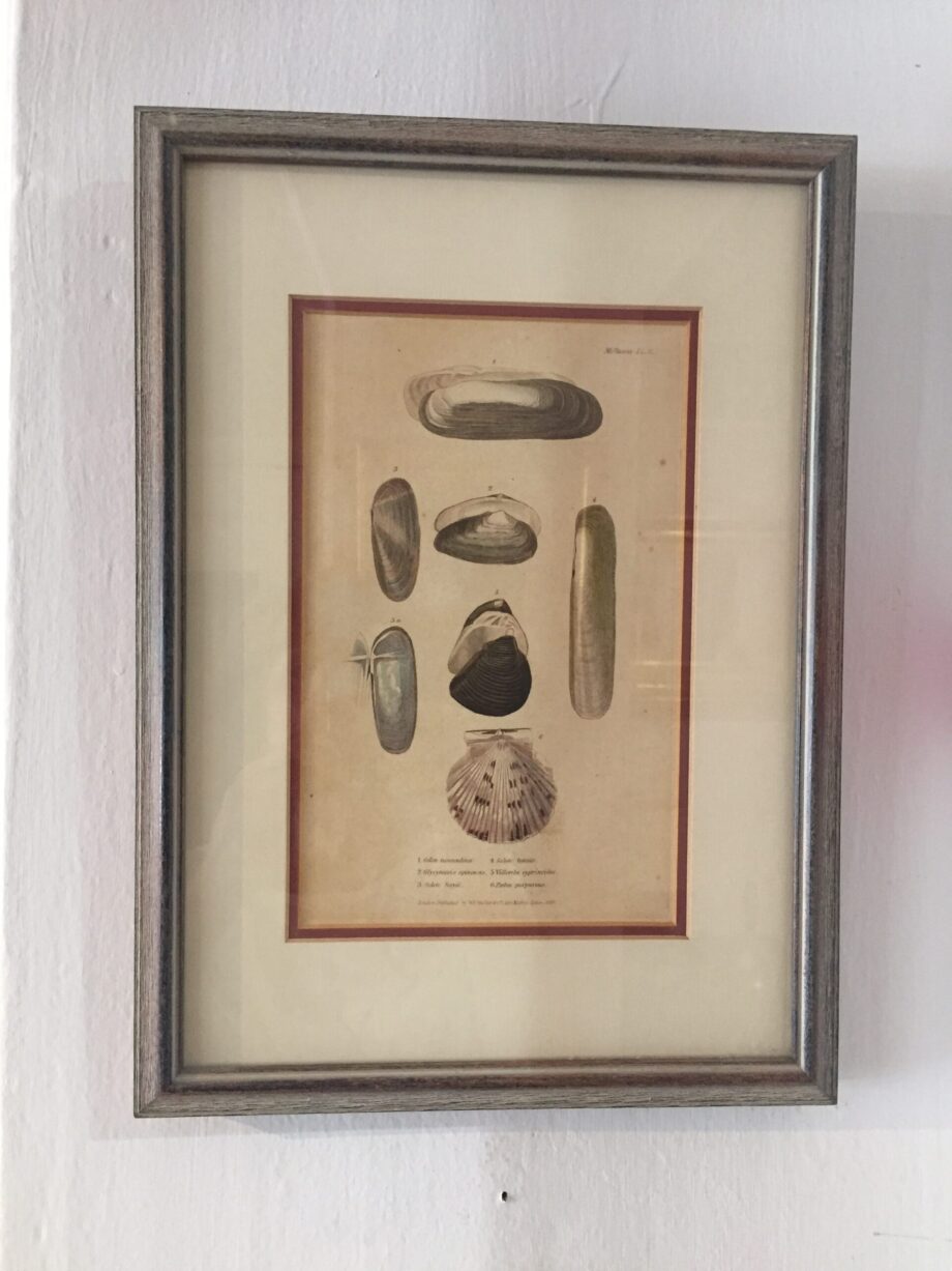 Three Hand Colored Copper Plate Engravings