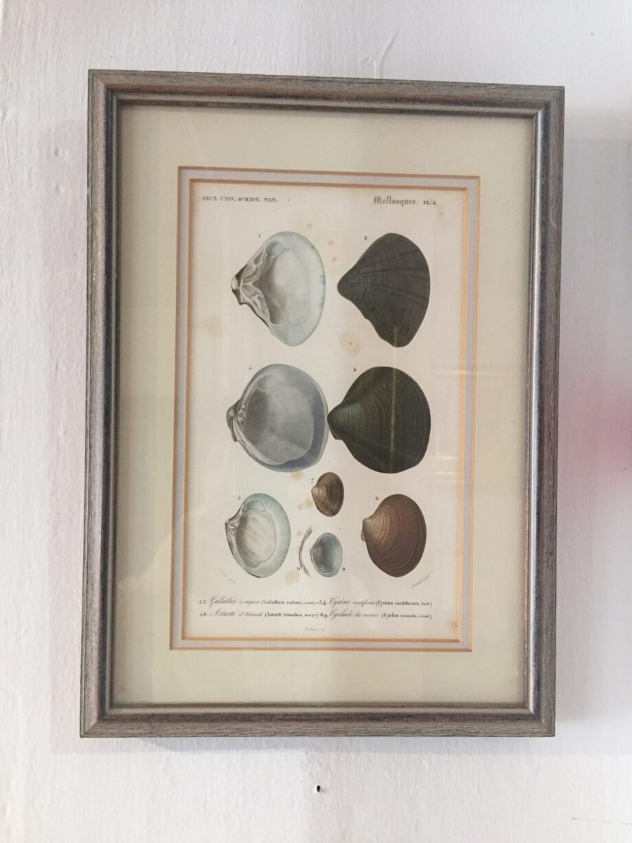 Three Hand Colored Copper Plate Engravings