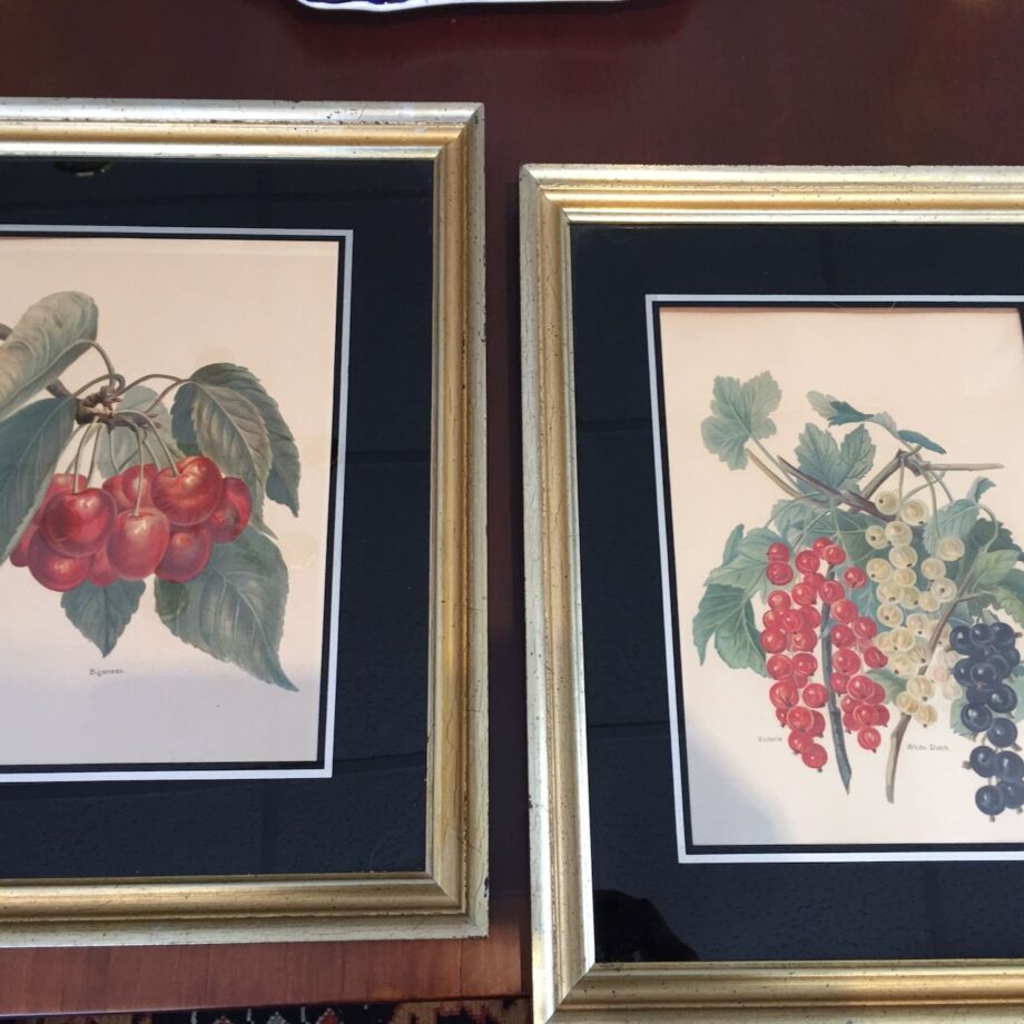 Pair Of Hand Colored Fruit Prints