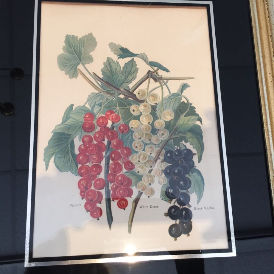 Pair Of Hand Colored Fruit Prints