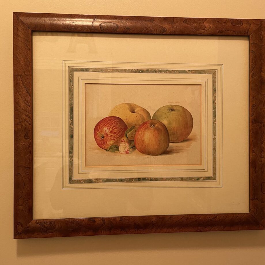 Hand Colored Apple Print