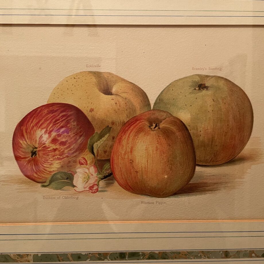 Hand Colored Apple Print