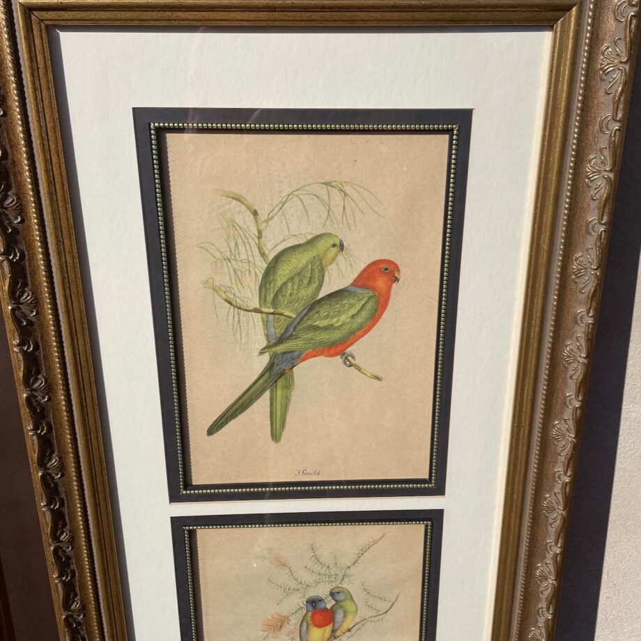 Framed Hand Colored Bird Prints