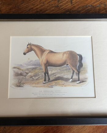 Small Hand Colored Horse Print