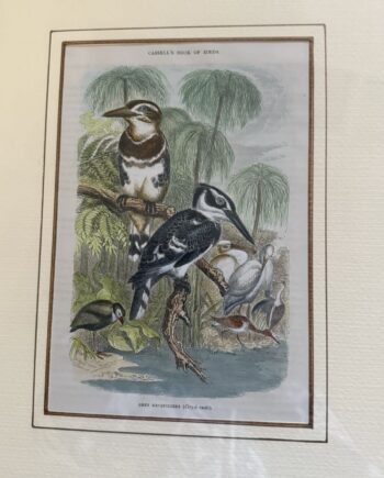 Four Cassell Bird Prints
